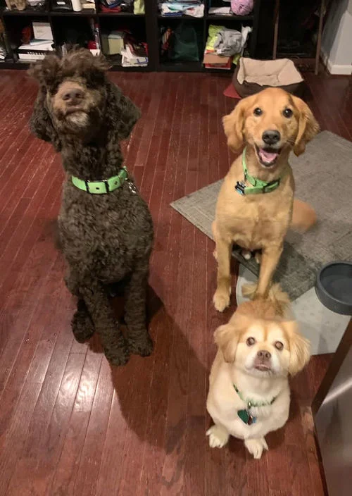 three dogs posing for the camera
