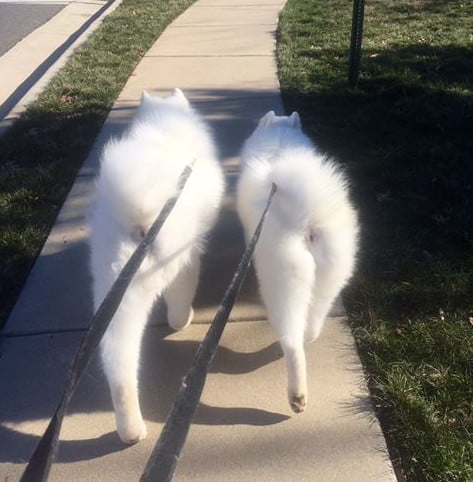dogs on walk