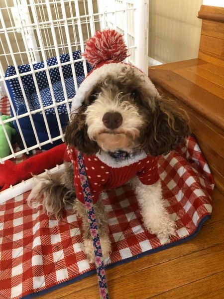 dog in hat and sweater
