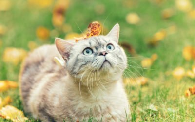 4 Tips to Keep Your Cat Safe and Happy This Fall