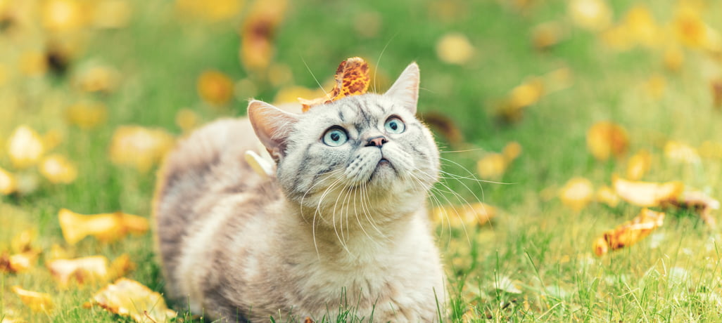 4 Tips to Keep Your Cat Safe and Happy This Fall