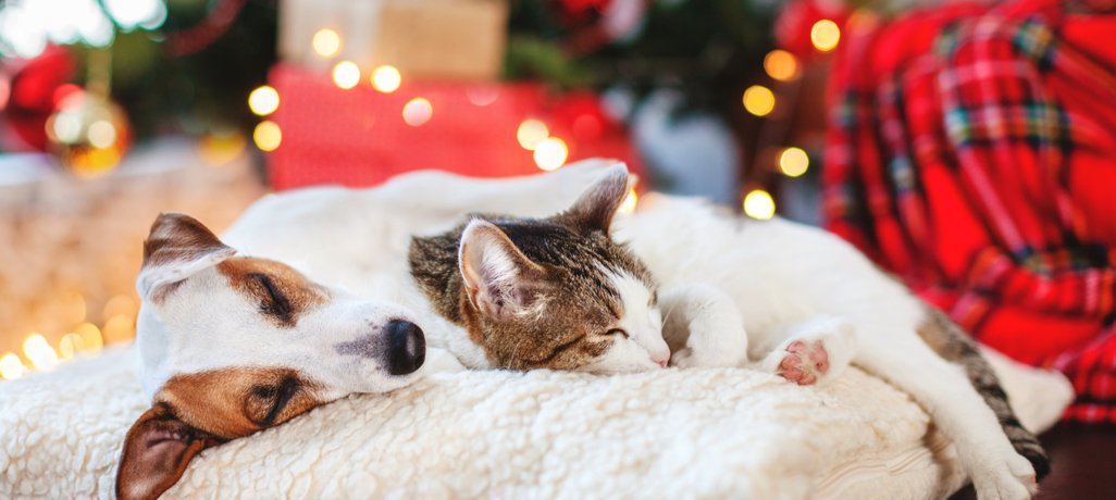 Holiday Pet Safety Tips to Remember