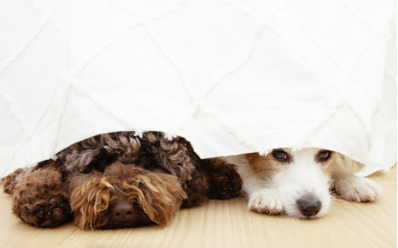 dogs hiding under blanket
