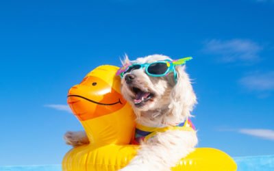 Fun Summer Activities to Do With Your Pets This Summer
