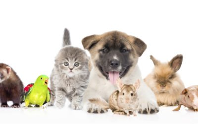 Best Pets for Small Children