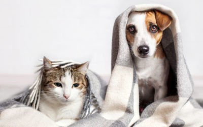 Tips to Keep Your Pets Safe in Cold Weather