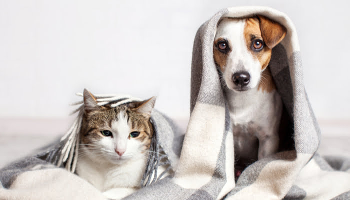 Dog and cat under a plaid blanket warming in cold autumn weather