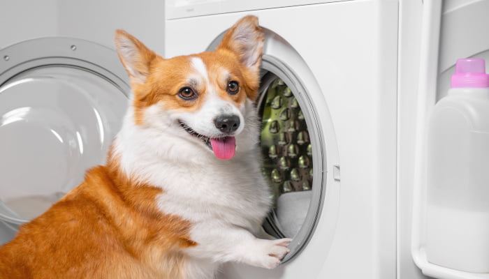 Dog pembroke welsh corgi standing on the washing machine while smiling