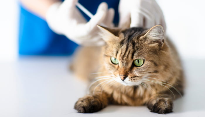 Veterinarian at vet clinic giving injection to a brown cat with green eyes