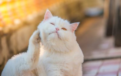 Causes of Allergies in Cats and How to Treat Them