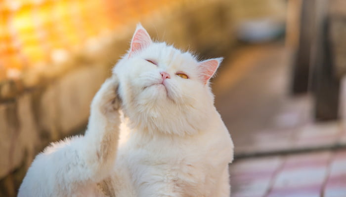 Causes of Allergies in Cats and How to Treat Them
