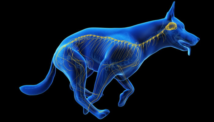 3d rendered medically accurate illustration of a dogs nervous system with black background