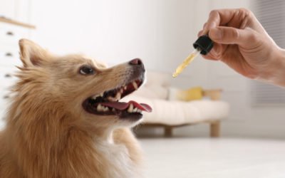 Top 7 Vitamins Your Dog Needs to Live a Happy and Healthy Life