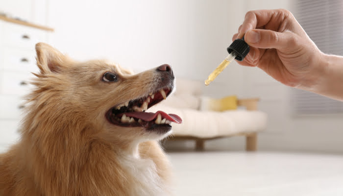 Top 7 Vitamins Your Dog Needs to Live a Happy and Healthy Life