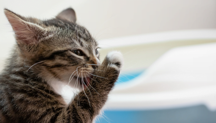 A cute tabby kitten licking his paw after visiting his litter box