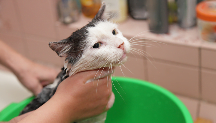 Female hand Soaps wet cat on a green bucket, bathing animals for flea and tick prevention