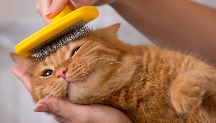 Woman combing a redhead or ginger cat with a yellow metal comb