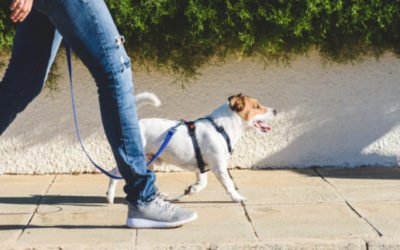 5 Benefits of Daily Dog Walks