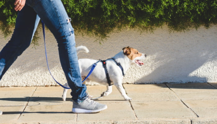 Dog walker strides with his pet on blue leash while walking at street pavement