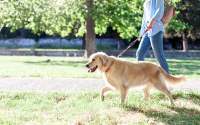 7 Ways to Keep Your Pet Safe This Summer