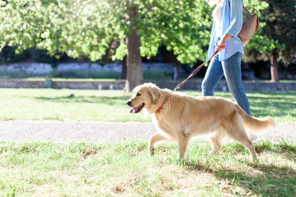 Dog,Walking,On,Leash,With,Woman,In,Park.,Girl,And