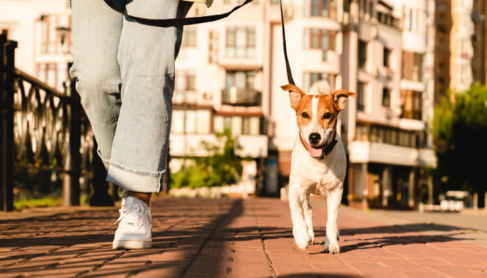 Female woman pet owner on jeans and white shoes walking dog jack russell terrier on the street outdoors
