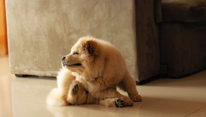 Puppy dog, chow chow, scratches ears in home
