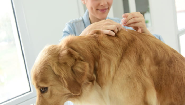 Woman vet applying tick and flea prevention treatment to a dog