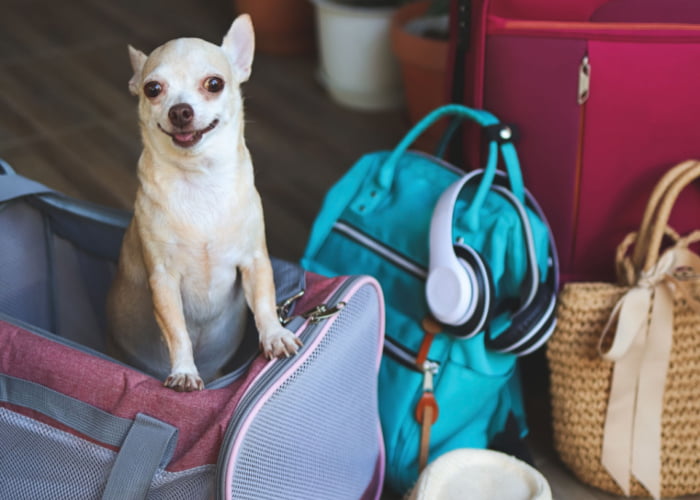 Must-have Pet Travel Accessories
