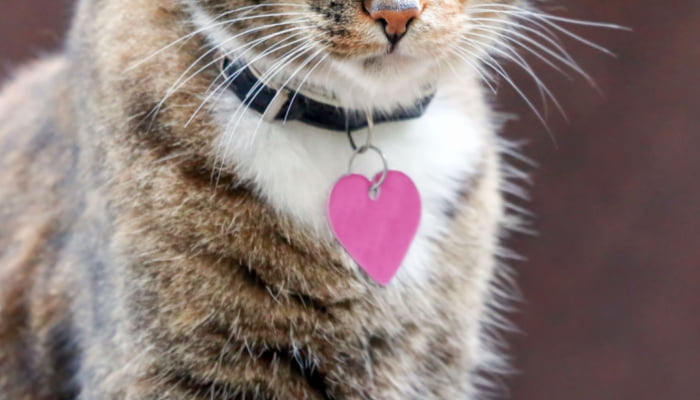 close up of a pink cat collar with id tag on a cat