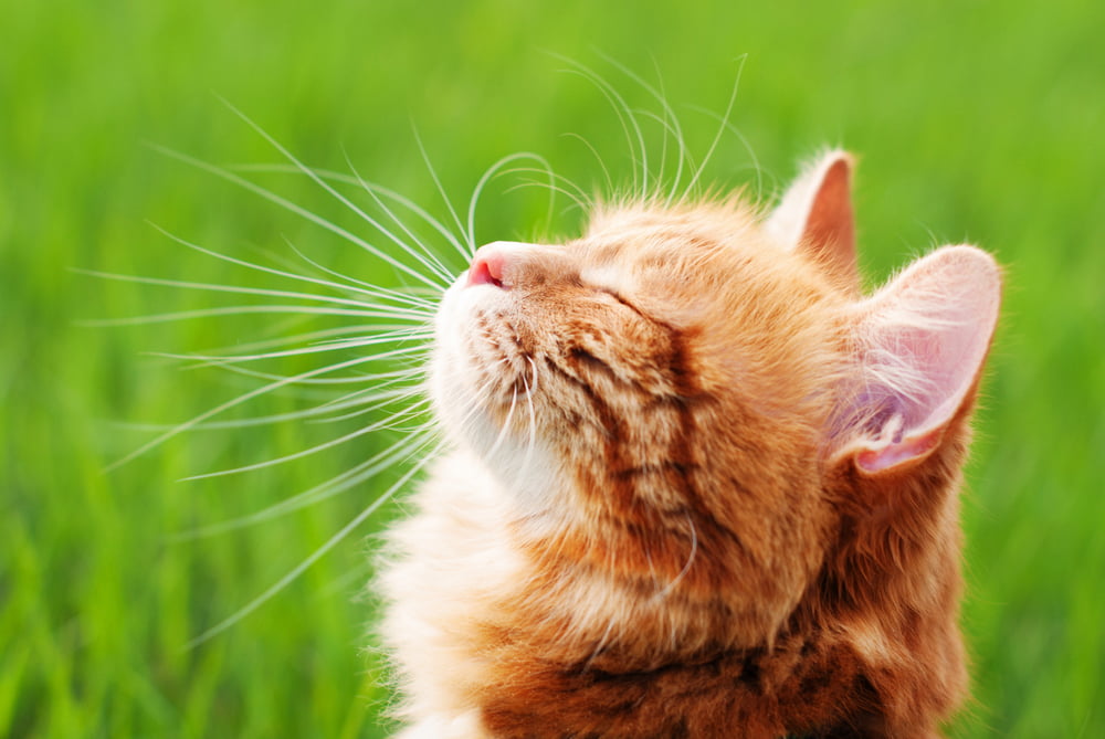 Top Signs of a Healthy Cat