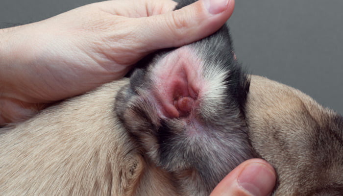 Dog pug with red ear. Infected mite infection or allergy