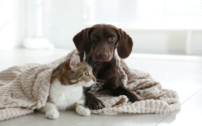 Cold Weather Safety Tips for Your Pet