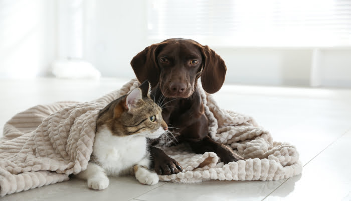Adorable,Cat,And,Dog,Together,Under,Plaid,On,Floor,Indoors