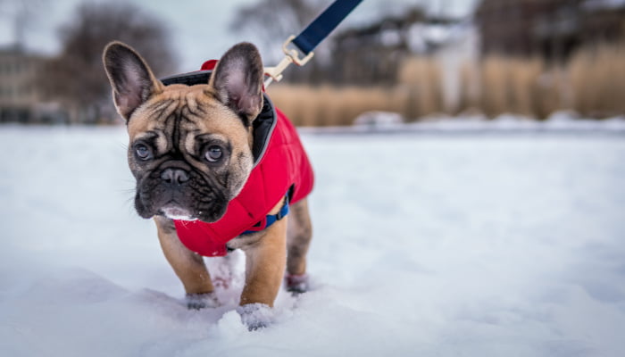 French,Bulldog,Walking,In,Snow,On,Leash