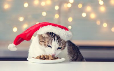 5 Delectable Holiday Treats Your Cat Will Love This Christmas