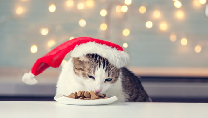 Cat in christmas hat eating food during christmas with lights on the background