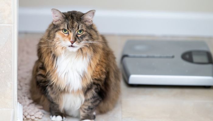 Calico maine coon cat sitting meowing open mouth in bathroom room in house by weight scale
