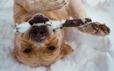 Fun Activities You Can Do With Your Dog This Winter
