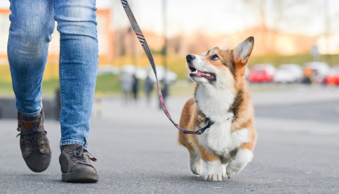 Welsh-corgi-pembroke-dog-walking-nicely-on-a-leash-with-an-owner-during-a-walk-in-the-city