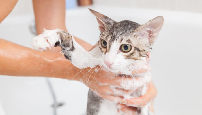 Bubble bath a small gray cat