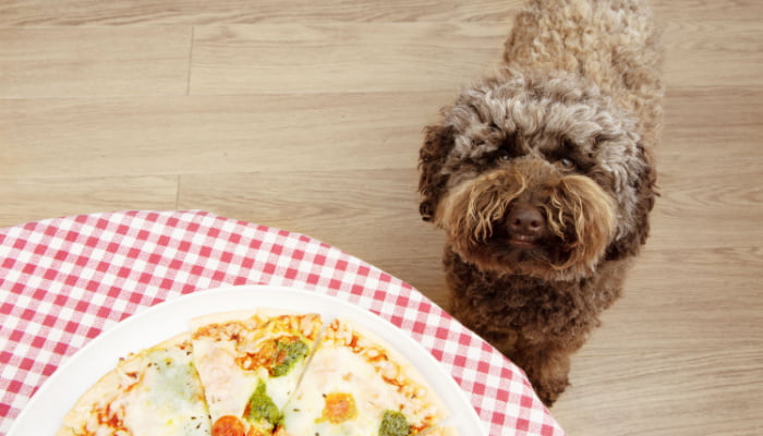 Puppy poodle dog begging human pizza food