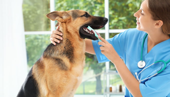 Vet cleaning dog's teeth with toothbrush indoors
