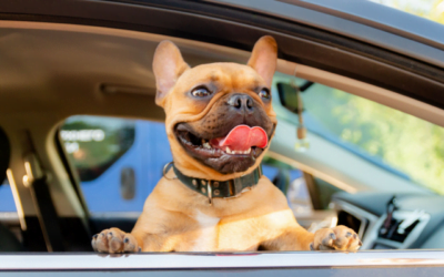 Is Your Car Pet Friendly?