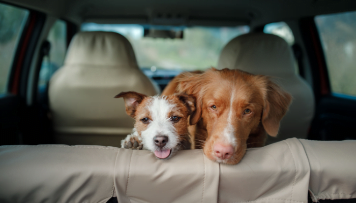 Two happy dogs in the car peep out
