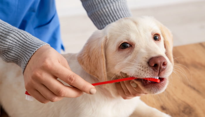 Brushing teeth of Labrador puppy.jpg