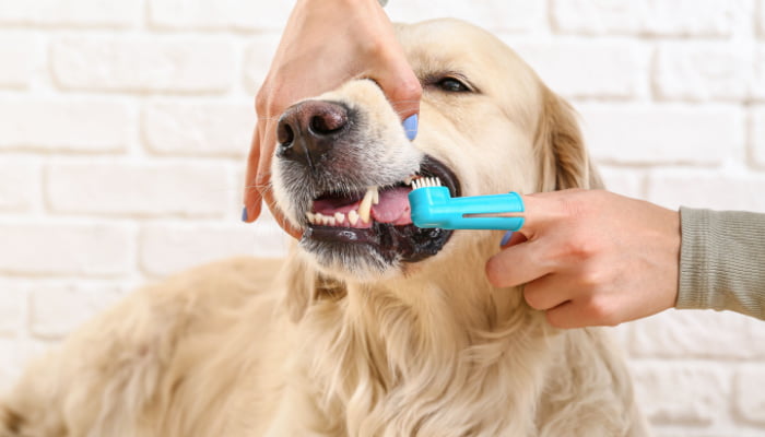 Owner brushing teeth of cute dog at home.jpg