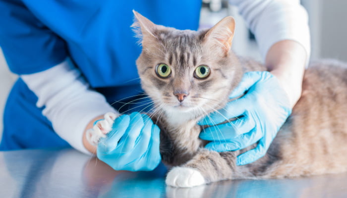 Image of a beautiful grey-collored cat being examined by a doctor or veterinarian