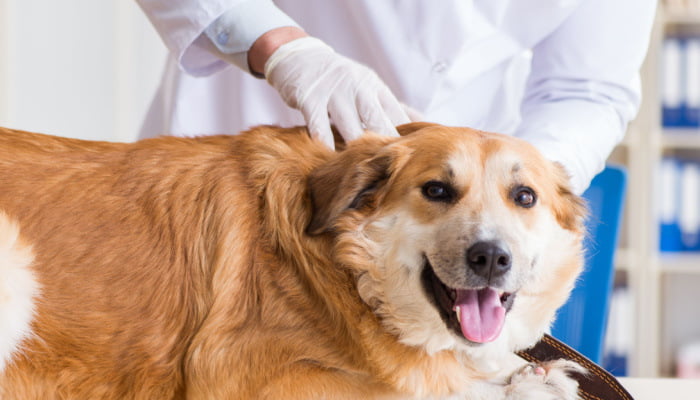 Vet in white lab gown examining a smiling golden retriever dog in vet clinic