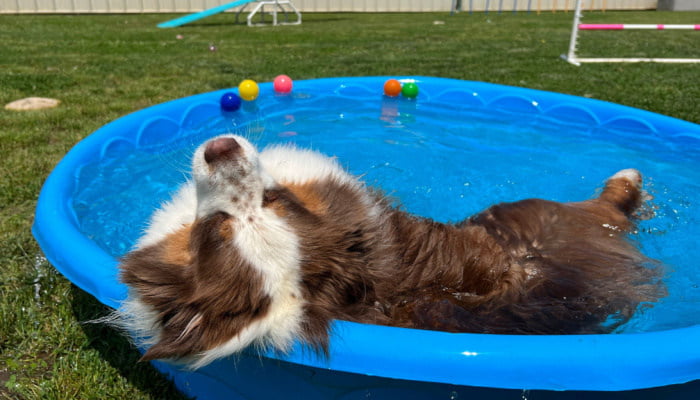 Big dog enjoying in a kiddie pool during the summer
